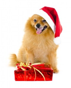 dog christmas present