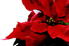 Poinsettia