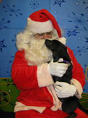 Santa and puppy