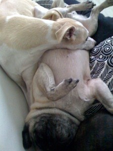 cuddling dogs