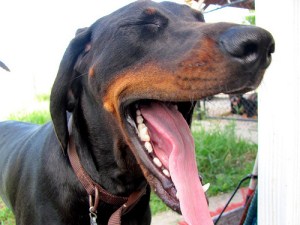 yawning dog