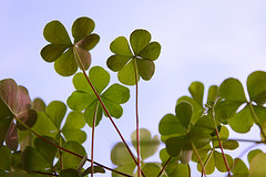 shamrocks