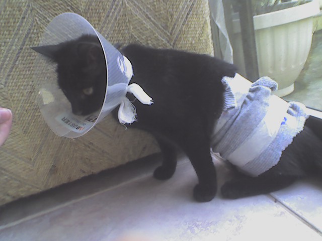 Disgruntled cat in diaper.