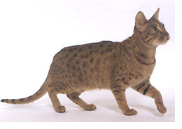 The Ocicat