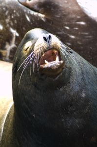 sea lion