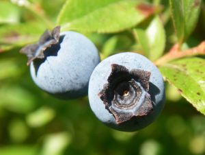 blueberries