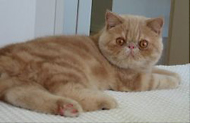 Exotic Shorthair cat