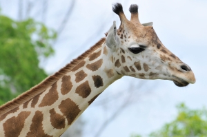 giraffe