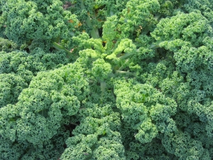 kale