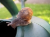 snail can