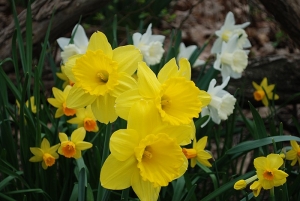 daffodils