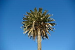 palm