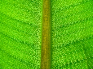 leaves