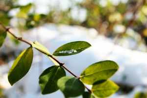 leaves in snow