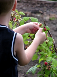 raspberries