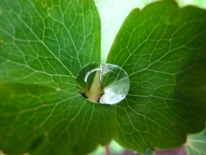 water drop