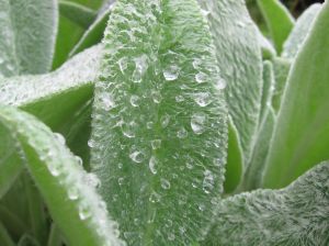 lambs ear