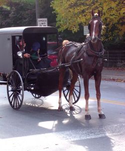 Amish buggy