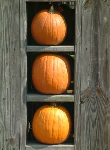 three pumpkins