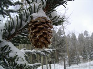 snowy pinecone