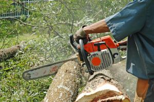 chain saw buying guide