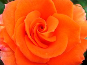 orange rose