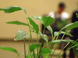 plant in office