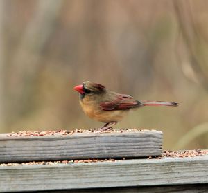 cardinal