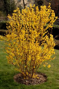 forsythia