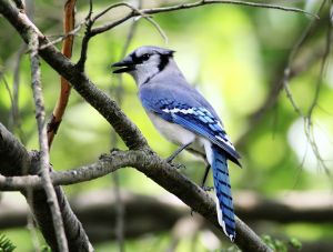 blue jay