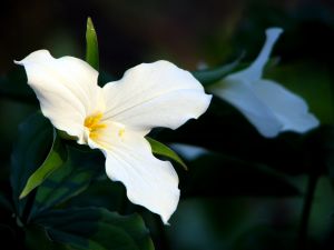 trillium