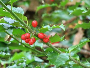 red berries