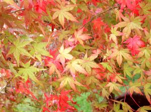 Japanese maple leaves