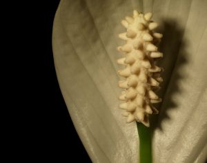 peace lily