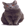 Chartreux Cat