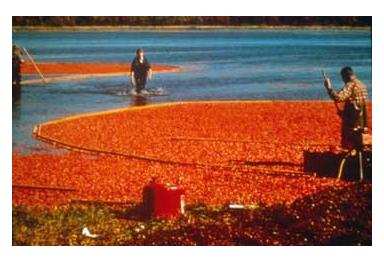 Cranberry Bog