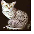 Egyptian Mau Cat