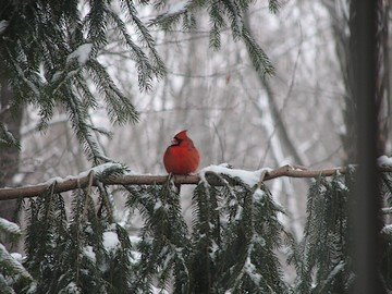 cardinal