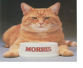 Morris The Cat