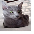 Russian Blue