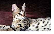 Savannah cat