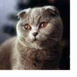 Scottish Fold