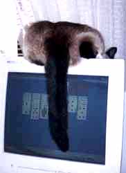 Siamese on computer