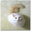 The Turkish Van Cat