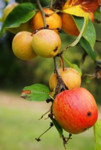 Fall apples