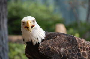 eagle