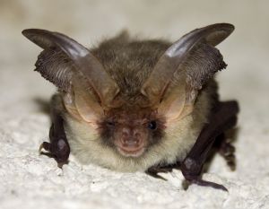 bat