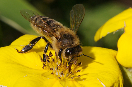 bee