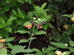 This is a Zebra Longwing butterfly at the Bronx Zoo's Butterfly Garden