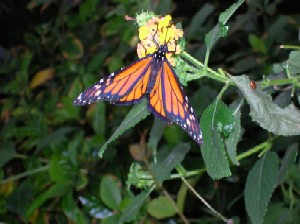 Another beautiful butterfly (possibly a Viceroy) at the Bronx Zoo!